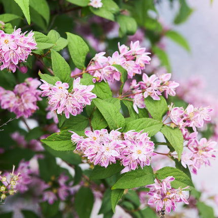 Deutzia hybrida Strawberry Fields - Flor nupcial - Flor rosa - ↕45cm - Ø17cm