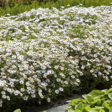 Aster ageratoides 'Ashvi' - ↕10-25cm - Ø9cm - 24x