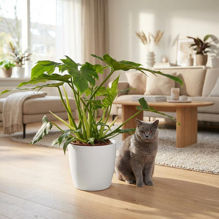 Philodendron Lacerum - met witte pot - ↕65cm - Ø19cm