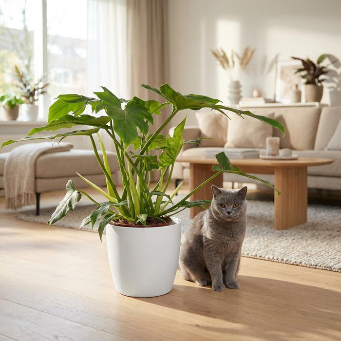 Philodendron Lacerum - met witte pot - ↕65cm - Ø19cm
