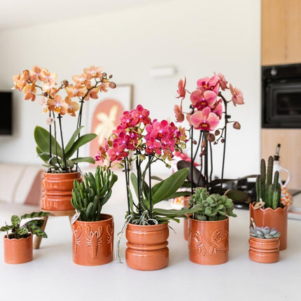 Kolibri Orchids | Combi Deal - 4 Zalmroze Phalaenopsis Orchideeën Niagara Fall Narbonne - Ø12 cm