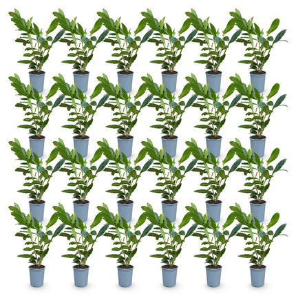 Prunus laur. Caucasica - Laurierkers - 24x Haagplanten - Groenblijvend - Groen - Pot 9cm - Hoogte 25-35cm