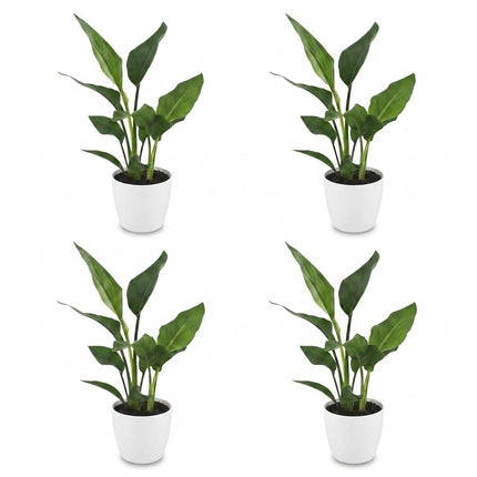 Strelitzia Reginea - Paradijsvogelplant - 4x - met Potter Wit - Pot 12cm - Hoogte - 35cm