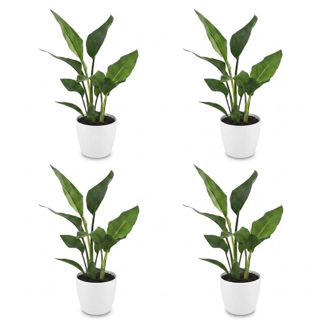 Strelitzia Reginea - Roślina rajskiego ptaka - 4x - z białą ceramiką - doniczka 12 cm - wysokość - 35 cm