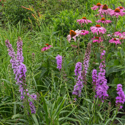 Borderpakket - Bijen en Vlinderlokkend - 24 Vaste planten - 3 m2 - Diversen kleuren - Weinig Onderhoud - Ø11cm
