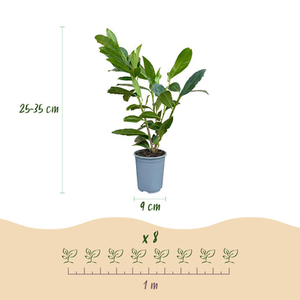Prunus laur. Caucasica - Laurierkers - 24x Haagplanten - Groenblijvend - Groen - Pot 9cm - Hoogte 25-35cm