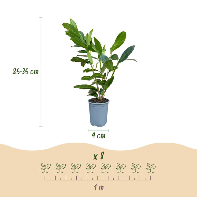 Prunus laur. Caucasica - Laurierkers - 24x Haagplanten - Groenblijvend - Groen - Pot 9cm - Hoogte 25-35cm