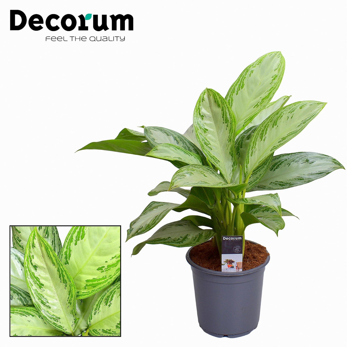 Aglaonema