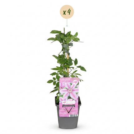 Clematis Nelly Moser - Bosrank Nelly Moser 4x - Wit - Roze - Klimplant - Ø9cm - ↕35cm