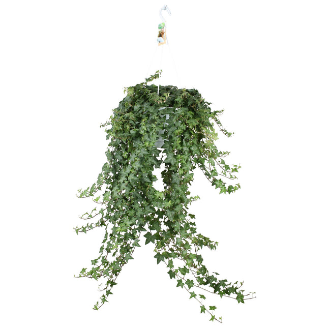Hedera Helix Pitsburg - Pianta pendente XXL - ↕65cm - Ø24cm