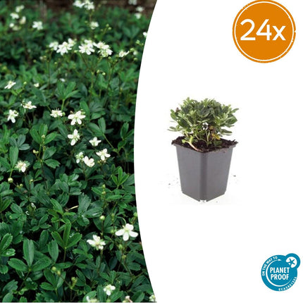 Potentilla tridentata 'Nuuk' - Ganzerik - ↕10-25cm - Ø9cm - 24x