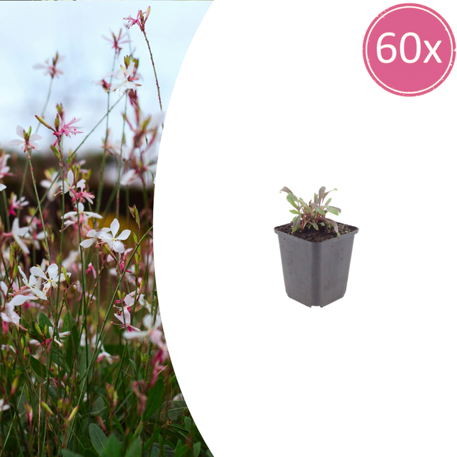Prachtkaars - Gaura lindheimeri 'Siskiyou Pink' - ↕10-25cm - Ø9cm - 60x