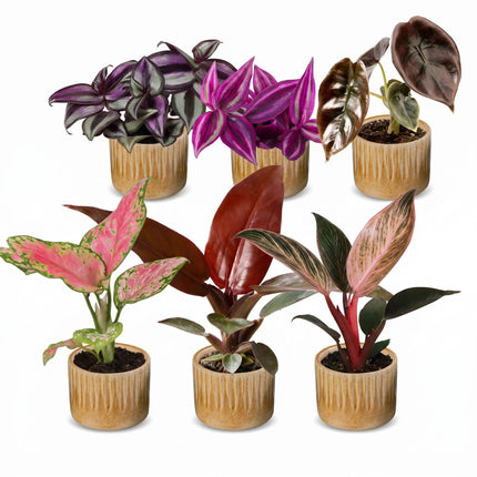 Baby Planten Paradise Mix - Diversen 6x - Tropisch - incl. Linnea Honey - Ø6cm - ↕10-15cm