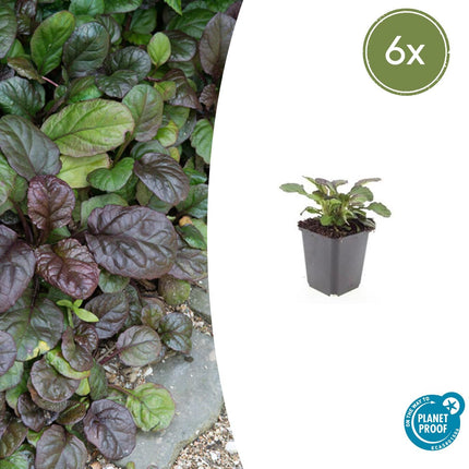Ajuga reptans 'Catlin' Giant - Rampante noire et verte - ↕10-25cm - Ø9cm - 6x