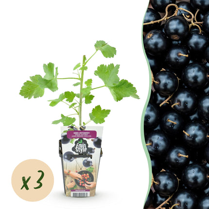 Jostabes - Ribes Jostabes - Hårdfør - 3 planter - 9 cm potte - Solbær