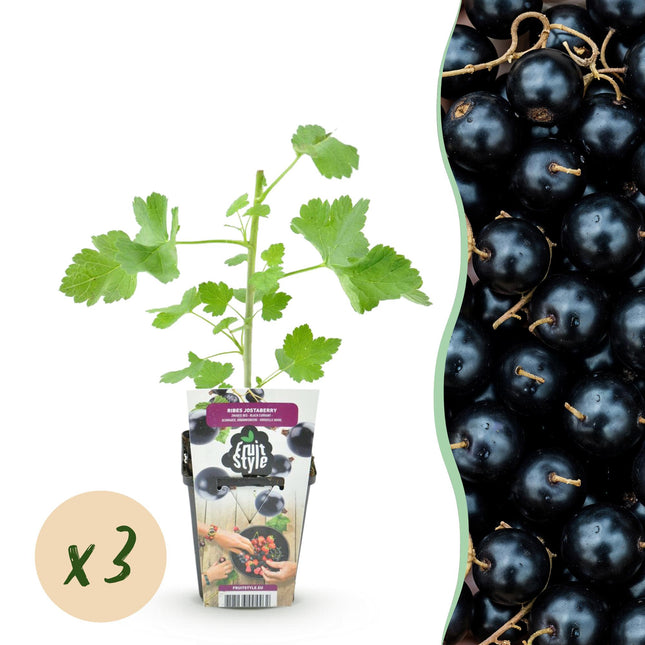 Jostabes - Ribes Jostabes - Hardy - 3 Plants - 9 cm Pot - Blackcurrant