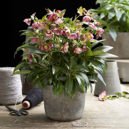 Lenzrose (Helleborus dacaya) – Rosa Blüte – Immergrün – Topf: 19 cm, Höhe: 50 cm