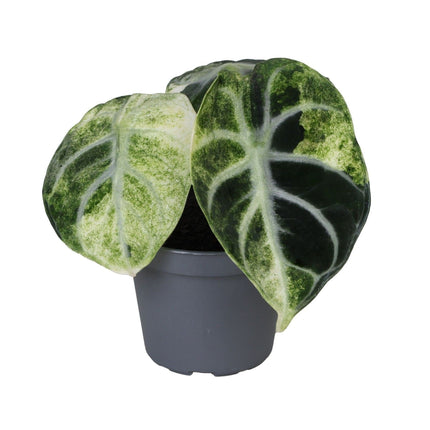 Alocasia Ninja Variegata - Zwart - Variegata - Tropisch - Ø6cm - ↕5cm