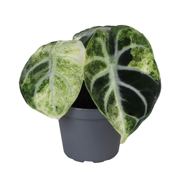 Alocasia Ninja Variegata - Zwart - Variegata - Tropisch - Ø6cm - ↕5cm