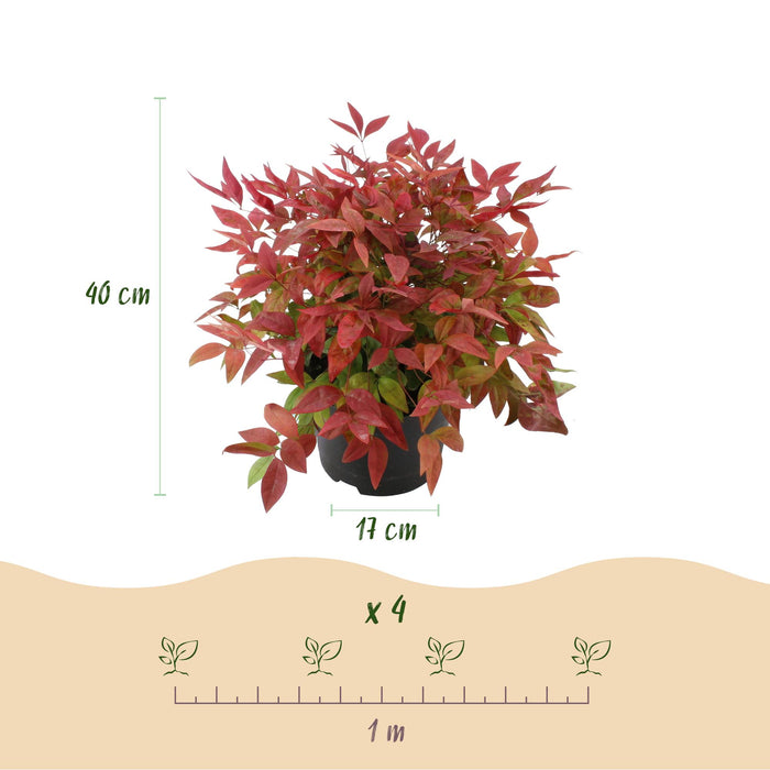 Nandina Blush Pink - Donker Roze - 1 Plant - Groenblijvend - Weinig Onderhoud - Pot 17cm Hoogte 40cm