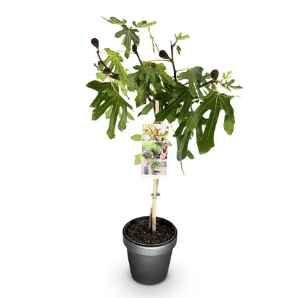 Ficus carica Little Miss Figgy - Haveplante - Grøn Frugt - ↕90cm - Ø19cm