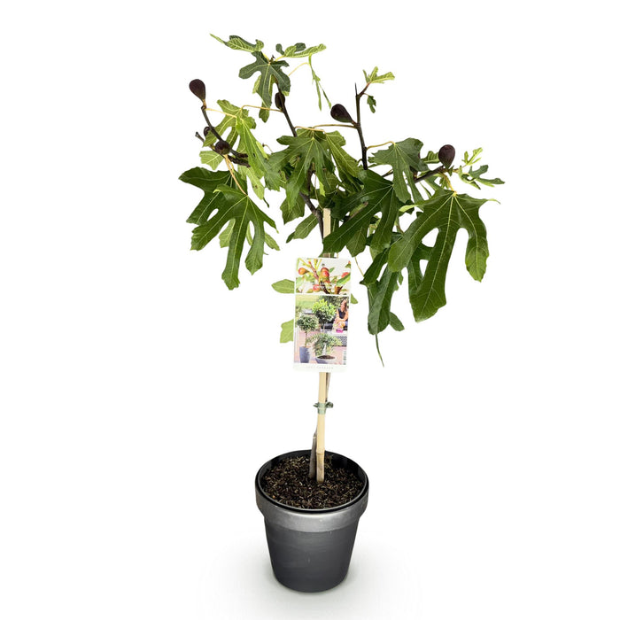 Ficus carica Little Miss Figgy - Terras Plant - Bladverliezend - Winterhard - Groene Vrucht - Pot 19cm Hoogte 90cm