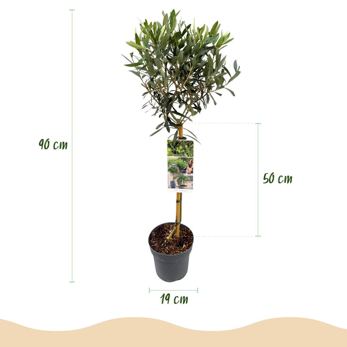 Tuinplant - Olea Europaea - Plant op stam - Terras Plant - Bladhoudend - Weinig Onderhoud - Pot 19cm Hoogte 90cm