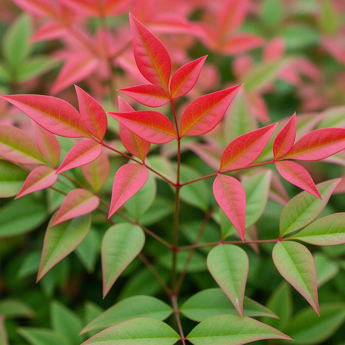 Nandina Obsessed - Rood - 1 Plant - Groenblijvend - Weinig Onderhoud - Pot 17cm Hoogte 45cm