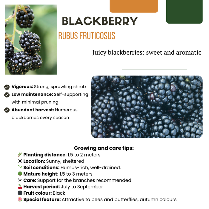 Bramenplanten Biologisch - Rubus Fruticosus - ↕20cm - Ø13cm - 6x