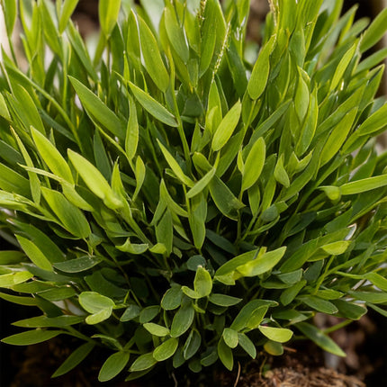 Bamusa Pogonatherum Monica - Bambusgræs - med grå urtepotter - ↕20cm - Ø12cm - 2x