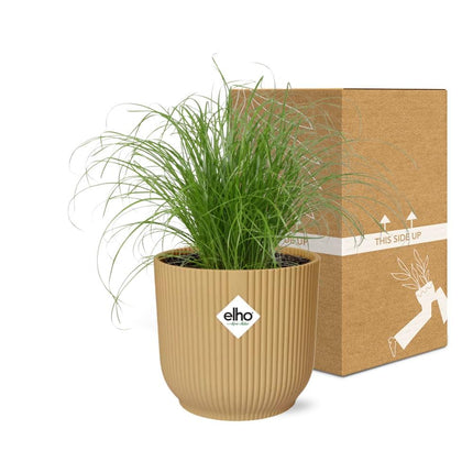 Cyperus Alternifolius Zumula in elho Vibes Fold Ø14cm gelb