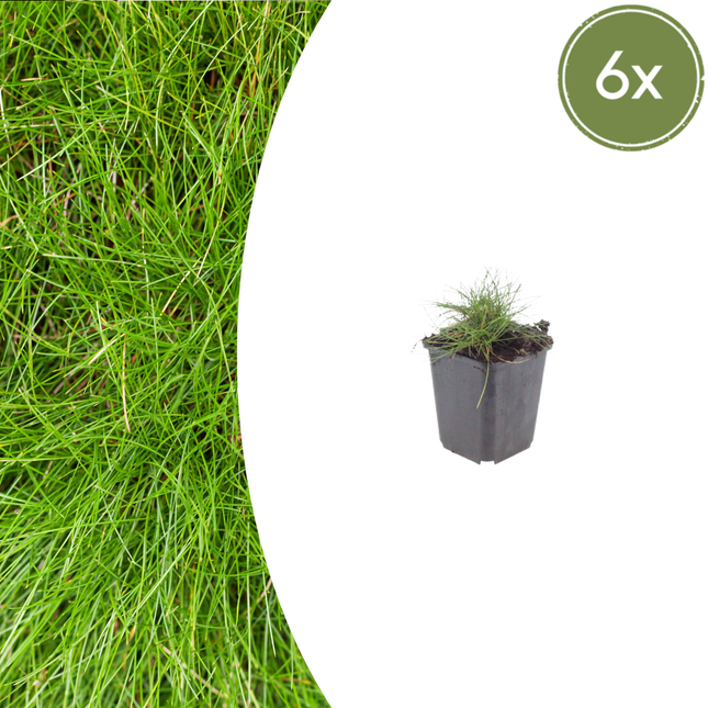 Festuca gautieri - Zwenkgras - ↕10-25cm - Ø9cm - 6x