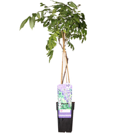 Wisteria sinensis 'Prolific' - Blauwe regen - ↕65cm - Ø15cm