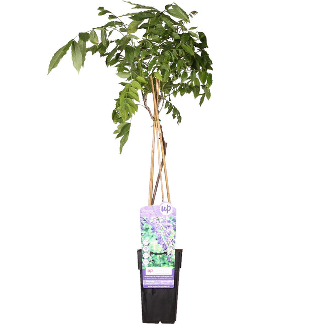 Wisteria sinensis 'Prolific' - Blauwe regen - ↕65cm - Ø15cm