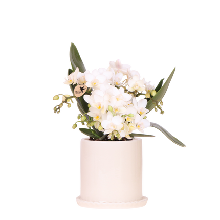 Kolibri Orchids | Witte Phalaenopsis Orchidee - Botanic Nazaré in Melody Sierpot - Ø9 cm