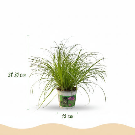 Cyperus alternifolius Zumula - Erba per gatti - con cestino - ↕20cm - Ø12cm