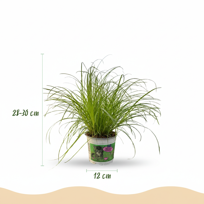 Cyperus alternifolius Zumula - Kattengras - met Mand - ↕20cm - Ø12cm