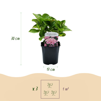 Hydrangea - Hydrangea macrophylla Pink - Pink Flower - 3 Plants - 1 m² - Deciduous - Low Maintenance - Pot 17cm Height 30cm