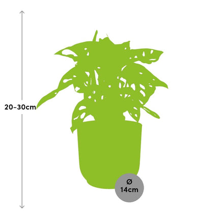 Monstera 'Monkey Leaf' in Gelb, elho Vibes Fold - ↕20-30cm - Ø14cm