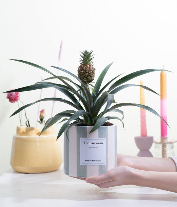 Ananas Rosita Gift "The Passionate" met wenskaart - Ø12cm - ↕35cm