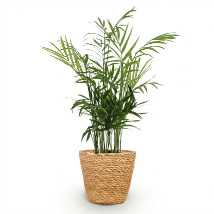 Chamaedorea elegans - Guldpalme - med kurv - ↕15cm - Ø12cm