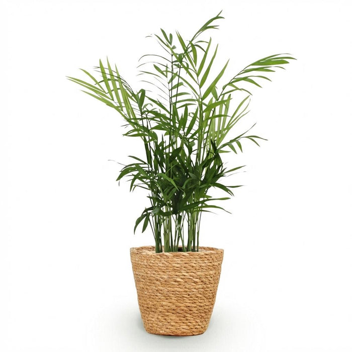 Chamaedorea elegans - Goudpalm - met Mand - ↕15cm - Ø12cm