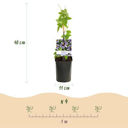 Flor de la pasión - Passiflora Damsels Delight - Flor morada y blanca - ↕40cm - Ø11cm - 2x