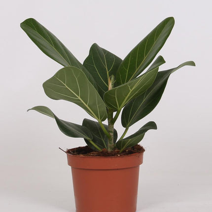 Ficus Bengalensis - ↕25cm - Ø12cm