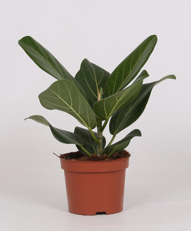 Ficus Bengalensis - ↕25cm - Ø12cm