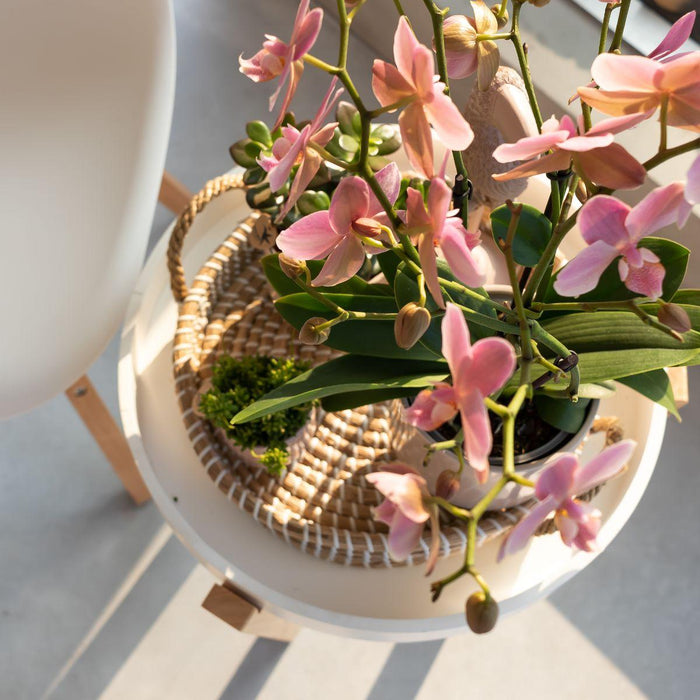 Oudroze Phalaenopsis orchidee - Jewel Treviso - potmaat Ø9cm | bloeiende kamerplant
