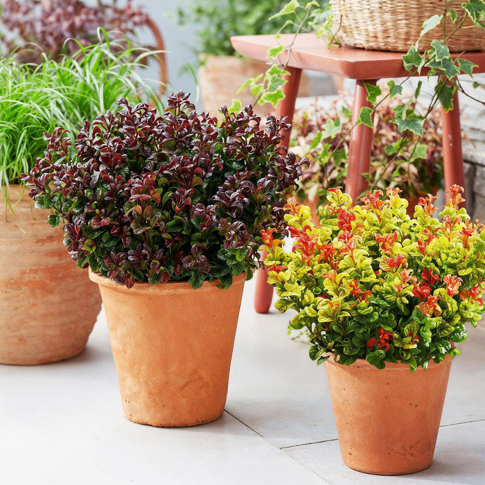 Leucothoe Curly Duo - Geel & Rood - 2 Planten - Groenblijvend - Weinig Onderhoud - Pot 17cm Hoogte 40cm