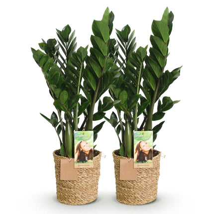 Zamioculcas - ZZ plante - med kurv - ↕65-75cm - Ø17cm - 2x