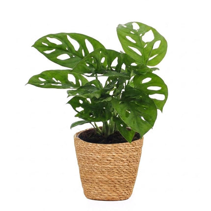 Monstera Adansonii - Rhaphidophora Tetrasperma - met Mand - Pot 12cm - Hoogte - 25cm