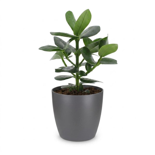 Clusia Princess - with Potter Grey - Pot 12cm - Height - 40cm